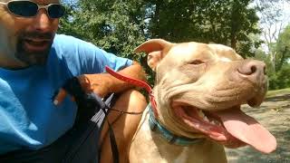 Pitbull Nitro&#39;s first day at the new ranch