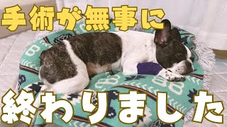 愛犬のフレブルが無事に退院しました