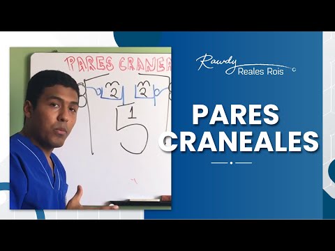 PARES CRANEALES, APRÉNDELOS EN UN MINUTO