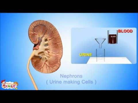 The Kidneys - Its functions -Animation for Kids- by www.makemegenius.com