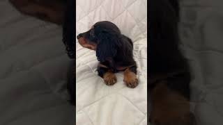 Dachshund Puppies Videos