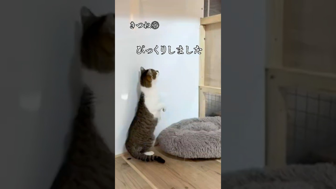 実はこんなことが【きつね㊲】