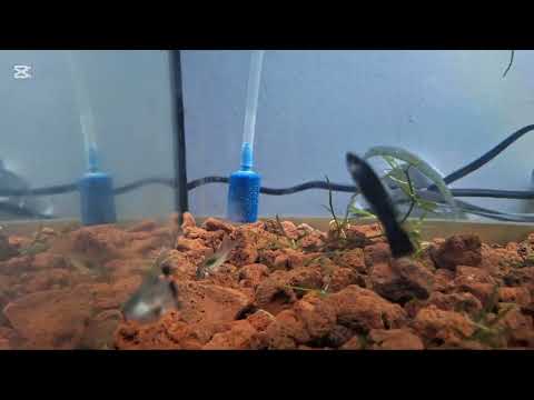 Lepistes otu hakkında bilgiler ve bakımı #keşfet