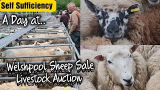 A visit to Welshpool Livestock Sales Bank Holiday sheep sale in mid Wales uk