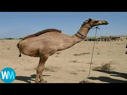 Top 5 camel