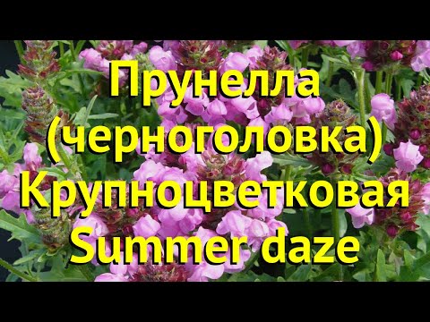 download lagu mp3 mp4 Prunella Summer Daze, download lagu Prunella Summer Daze gratis, unduh video klip Prunella Summer Daze