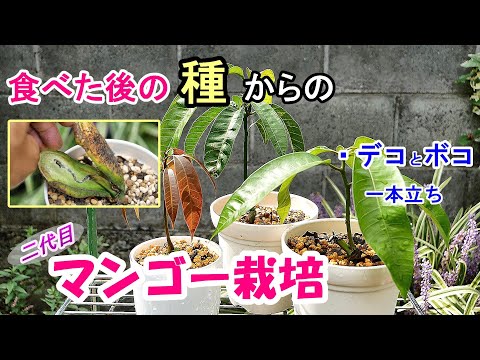 園芸 北方マンゴーの栽培と維持、同化