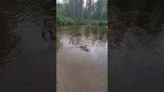Catching a Chum Salmon on 6ib test