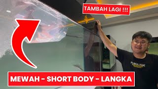 BELI IKAN MEWAH SHORT BODY UNIK DAN LANGKA UNTUK TABAH KOLEKSI MARKAS @JAMMVLOG