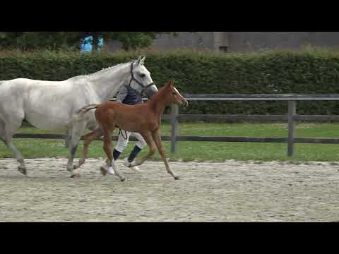 Nouvelle De L'Esprit Z