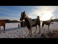Horse Poops