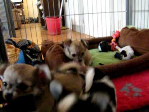 01022011 7,5 sem 020