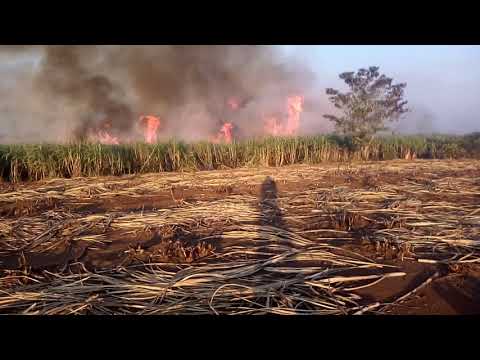 corte de caña en Veracruz
