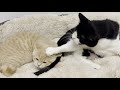 Cat Scolds Kitten For Biting His Tail