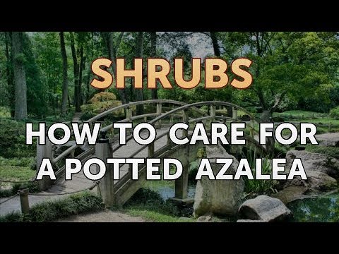 How to Prune a Bottlebrush Shrub