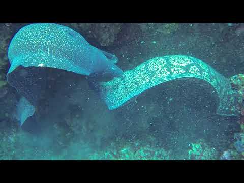 Fighting moral eels!