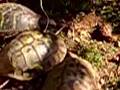 Turtle Love Part 1 I May Be Slow But I Get There