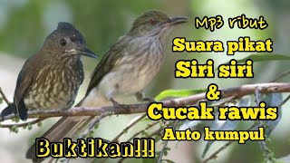 Download lagu SUARA PIKAT BURUNG SIRI SIRI & CUCAK RAWIS,BAYEMAN RIBUT DI ALAM LIAR mp3 Download lagu SUARA PIKAT BURUNG SIRI SIRI & CUCAK RAWIS,BAYEMAN RIBUT DI ALAM LIAR mp3