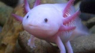 VALDEZ IN THE COUNTRY - BLACK SUGAR