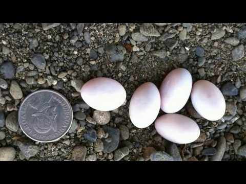 Weird Eggs Man Finds Inside A Log Suddenly Hatch In The Palm Of His Hand Video