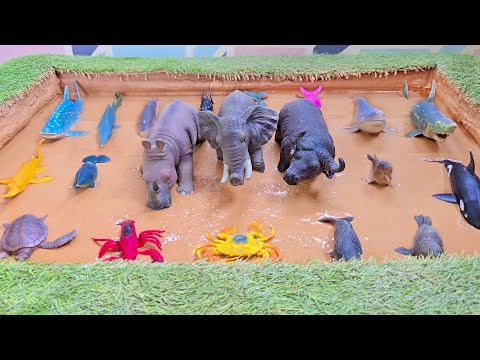 An Ocean Out of Water: Three Big Jungle Animals Stuck Between Sea Creatures