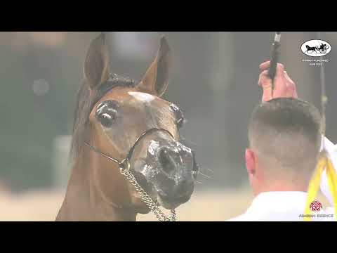 N 62 EAJAYIB   Kuwait Purebred Arabian Horses Show 2022   Yearling Fillies Class 1D
