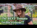 Don T Bother Growing Tomatoes Any Other Way This Trellis System Is The BEST And CHEAP