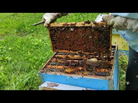 Tri godine bez tretmana protiv varoe.