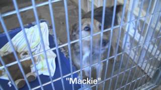 preview picture of video 'Kauai Humane Society Lihue, Hawaii ASPCA: Meet a Few Dogs For Adoption'