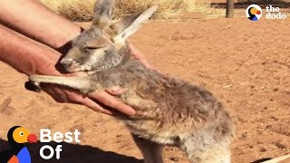 Wild Baby Animal Rescues That Will Make You Smile Compilation | The Dodo Best Of