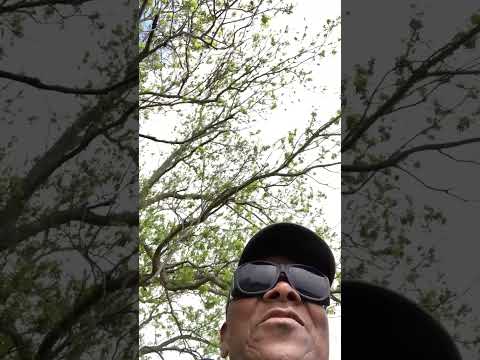 Poem 284 - "Jesus, Savior, Pilot Me"