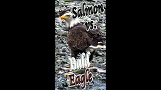 🦅 Eagle Eating Salmon Alive 🐟 #Shorts