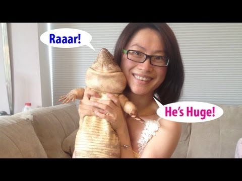 ☜ Want a pet Tegu Lizard?  Watch this first!