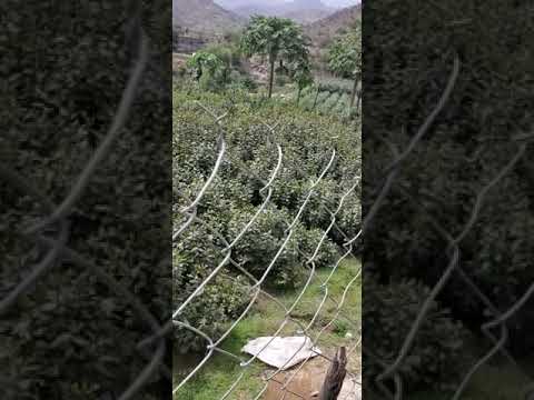 قات يمني بلدي أميال غرسة ماويه