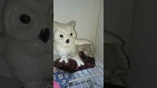 Haunted abandoned mobile home. evps are heard