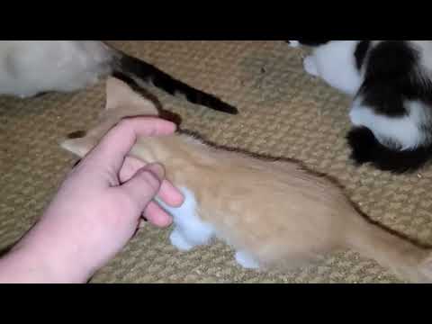 Dust Devil aims for all the pets!