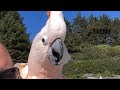 Barney Makes Going To The Beach Even More Fun
