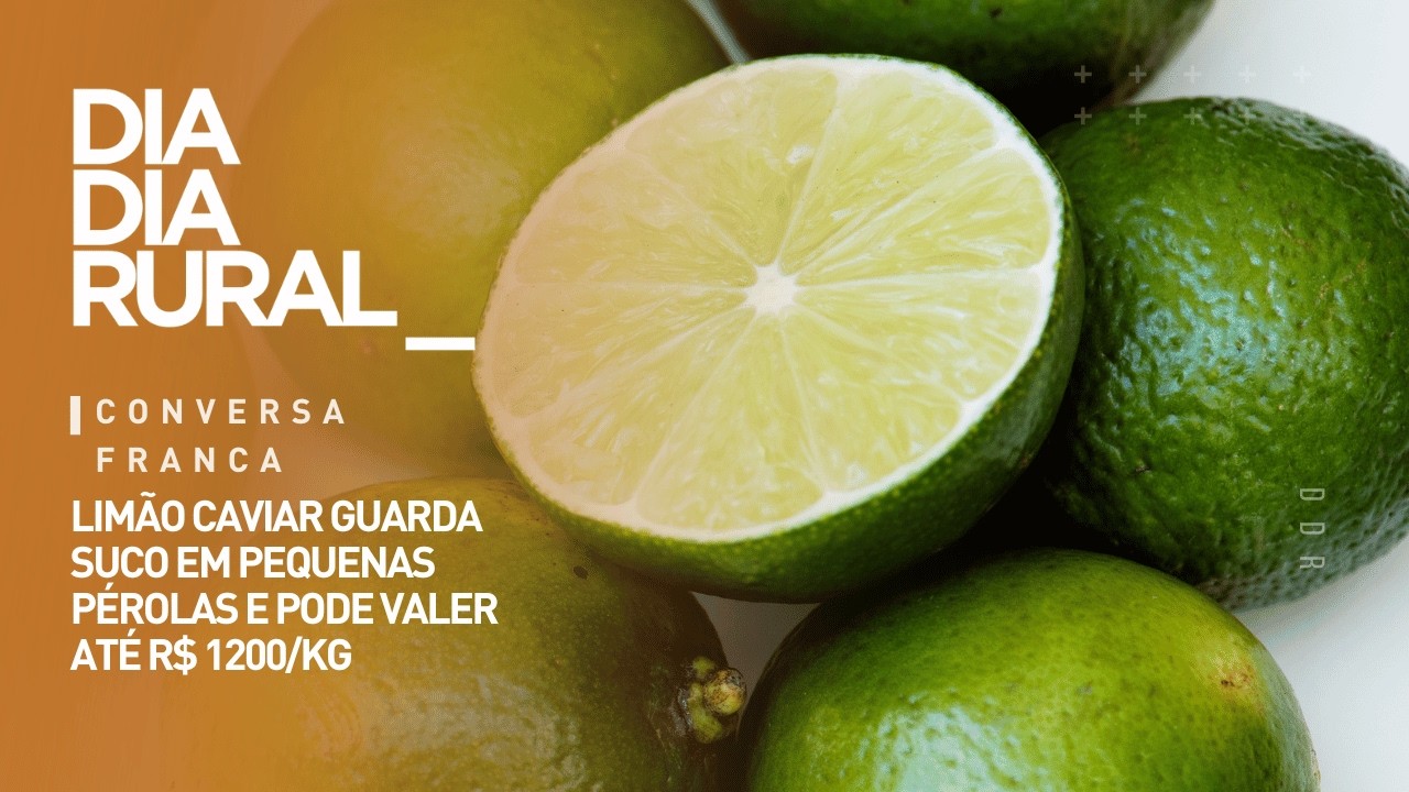 Limão caviar guarda suco em pequenas pérolas e pode valer até R$ 1200/kg