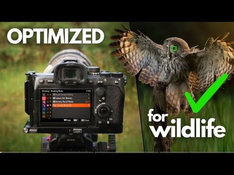 My Top 5 Sony and nikon Custom Functions - Bird & Wildlife Photography #shorts