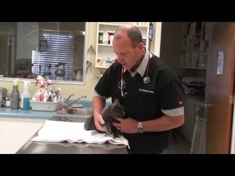 Limping Cat - YouTube