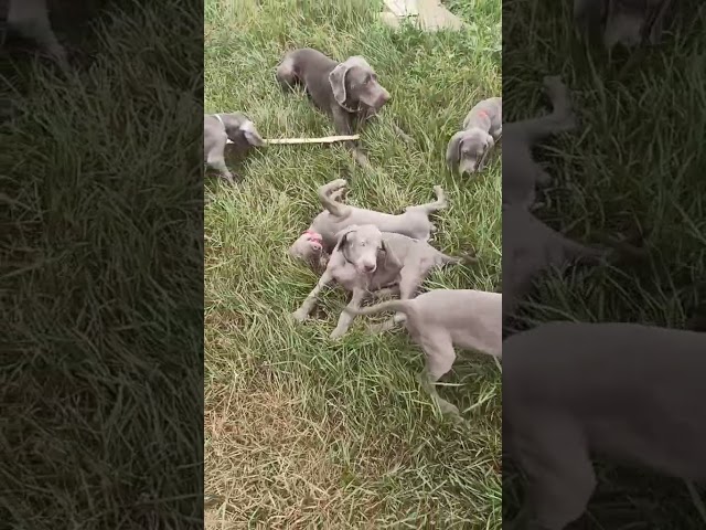 Weimaraner cachorro en venta