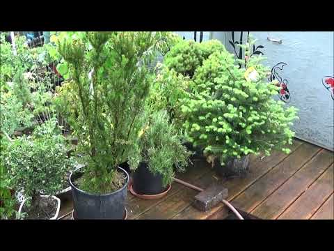 Bonsai 2019-10 - Bewässerung - meine Urlaubsvertretung