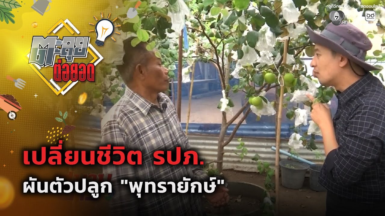 เปลี่ยนชีวิต รปภ. ผันตัวปลูกพุทรายักษ์ | ตะลุยต่อย?