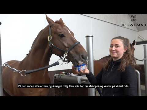 D'avie by Don Juan de Hus/Londonderry, stallion, born 2012