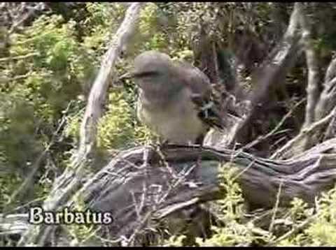CALANDRIA GRANDE Mimus saturminus Chalk-browed mockingb