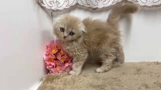 スコティッシュフォールドの動画01