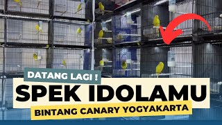 Download lagu MAKIN YAHUD‼️KENARI SF DAN RASMI DATANG LAGI | BINTANG CANARY YOGYAKARTA mp3 Download lagu MAKIN YAHUD‼️KENARI SF DAN RASMI DATANG LAGI | BINTANG CANARY YOGYAKARTA mp3