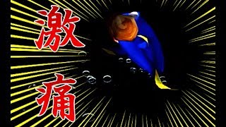 暗闇で繰り広げられる頭脳戦！　【ファインディングニモ実況 part9】Finding Nemo