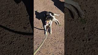 Video preview image #1 Rat Terrier-Unknown Mix Puppy For Sale in phoenix, AZ, USA