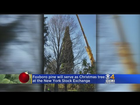 78-Foot Foxboro Pine Chosen As Wall Street Christmas Tree